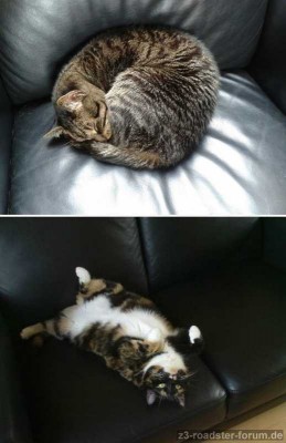 cats2.jpg