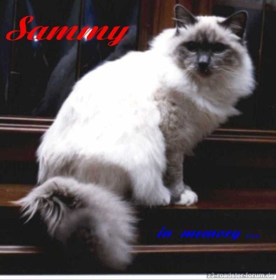 Sammy.JPG