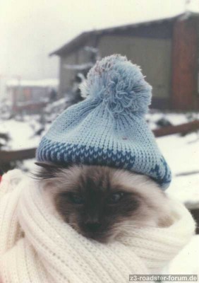 Schneekönig.JPG