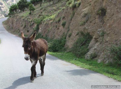 KORSIKA007alle1MB 126.jpg