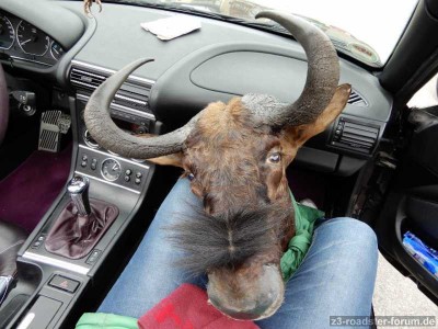 Gnu1.jpg