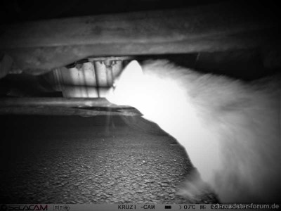 Marder 6.3.19.JPG