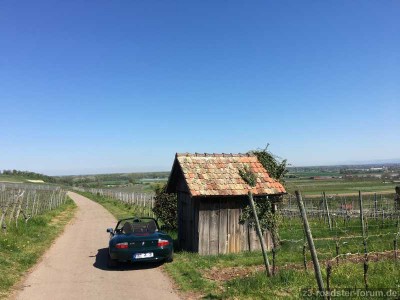 Weinberge bei Sasbach Kaiserstuhl.JPG