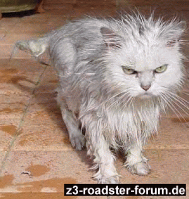 Angry cat266.gif