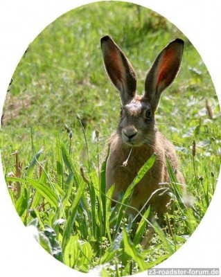 hase.jpg