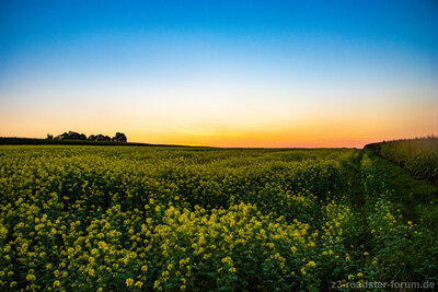 Sunset 1xs.jpg
