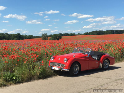 TR-Mohn.jpg
