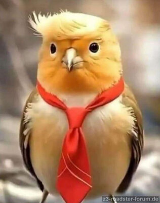 Zugvögel.JPG