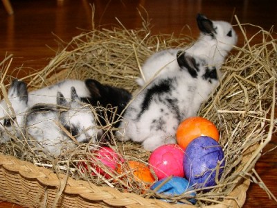 mini-hase.JPG