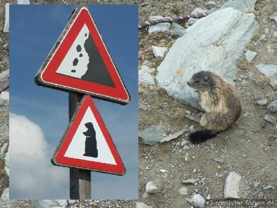AchtungMurmeltiere.jpg