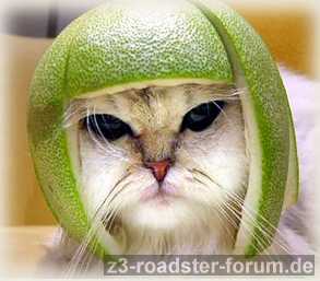 katze_schutzhelm.jpg