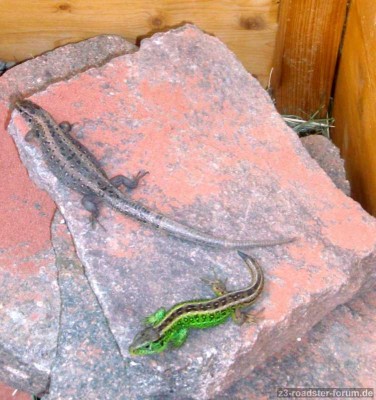 Eidechsen 2011 - Rudi&Lizzie klein.jpg