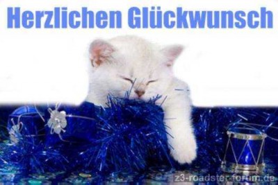 weisse-katze.jpg