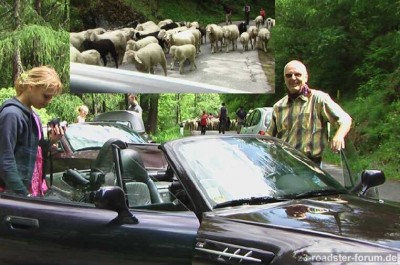 Schafe on Tour.jpg