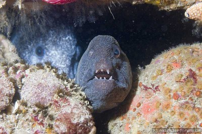 Anarrhichthys_ocellatus.jpg