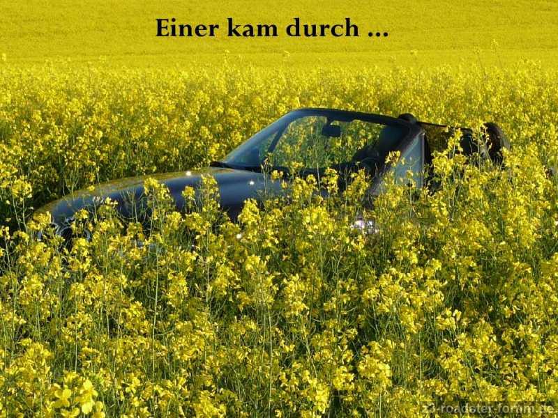 DRINGEND GESUCHT: Pollenfilter ;-)