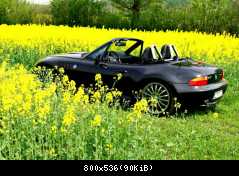 Ein ZZZ Im Rapsfeld 3
