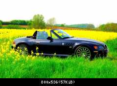 Ein ZZZ im Rapsfeld 1