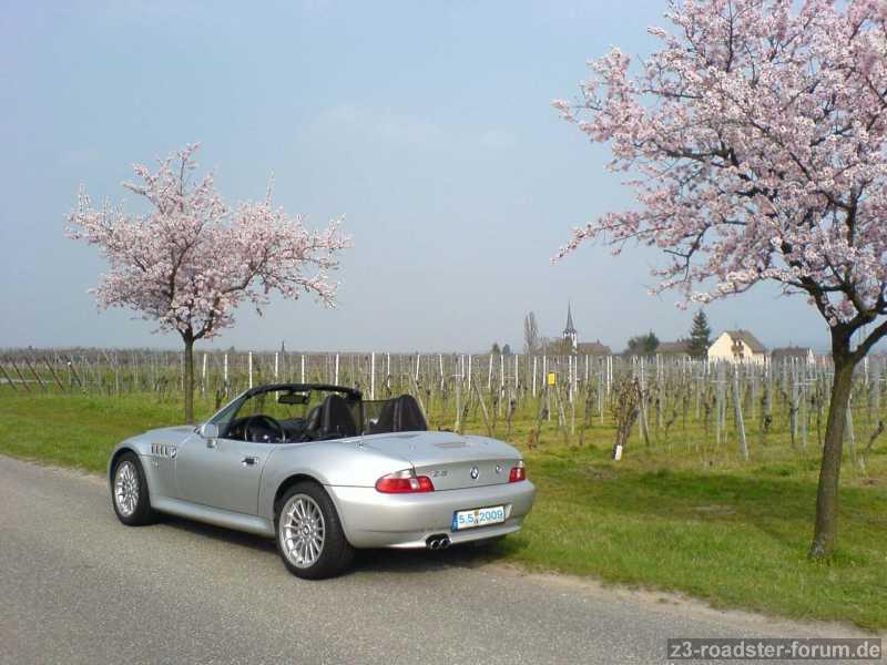 Mandelblüte an der Pfälzerweinstrasse 5.5.2009