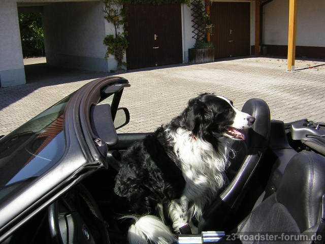 bedingt hundetauglich