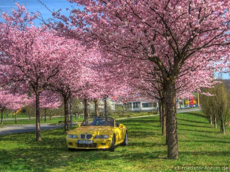 Fotowettbewerb - Kirschblüte