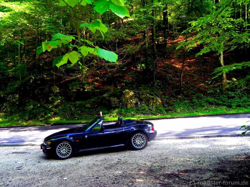 Der Wolf im Wald