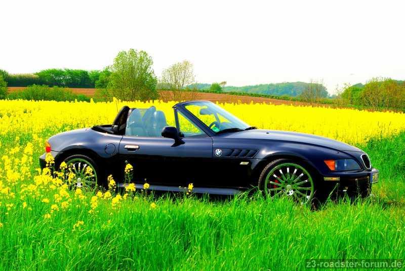 Ein ZZZ im Rapsfeld 1