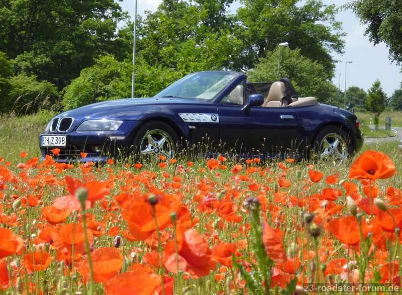 Poppies
