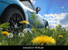 Im Löwenzahn am Wolfstein