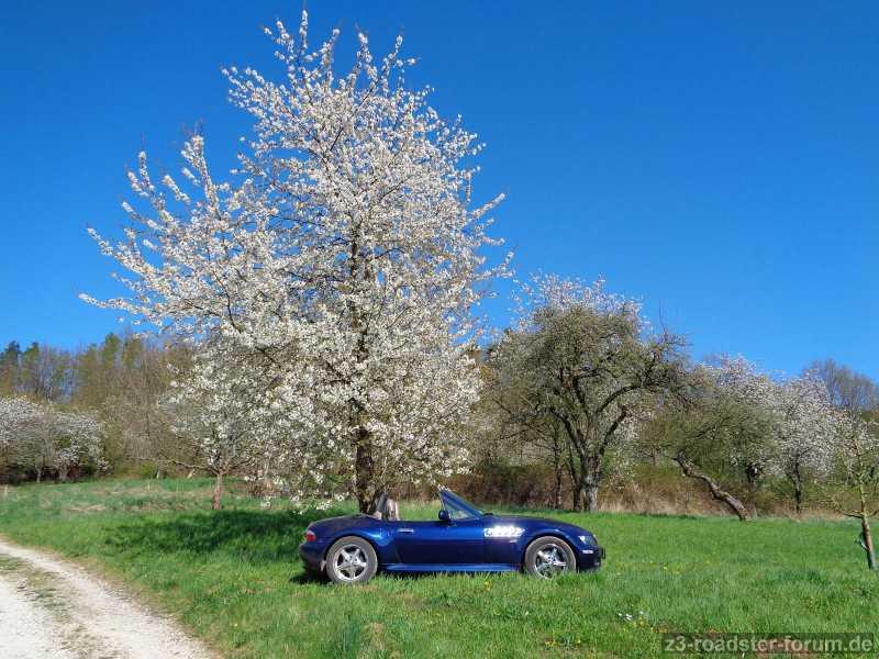 Kirschblüte in der Fränkischen Schweiz