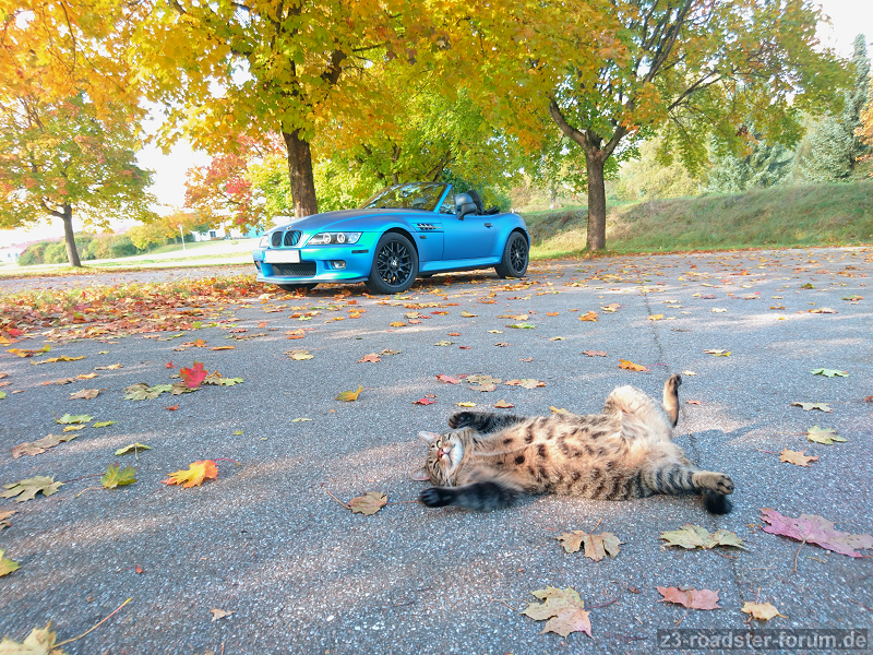 Rrrrrrrrr...! (Happy Cat)
