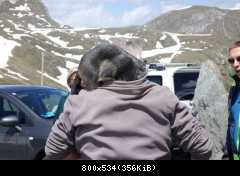 Murmeltier Fuscherlacke Großglockner