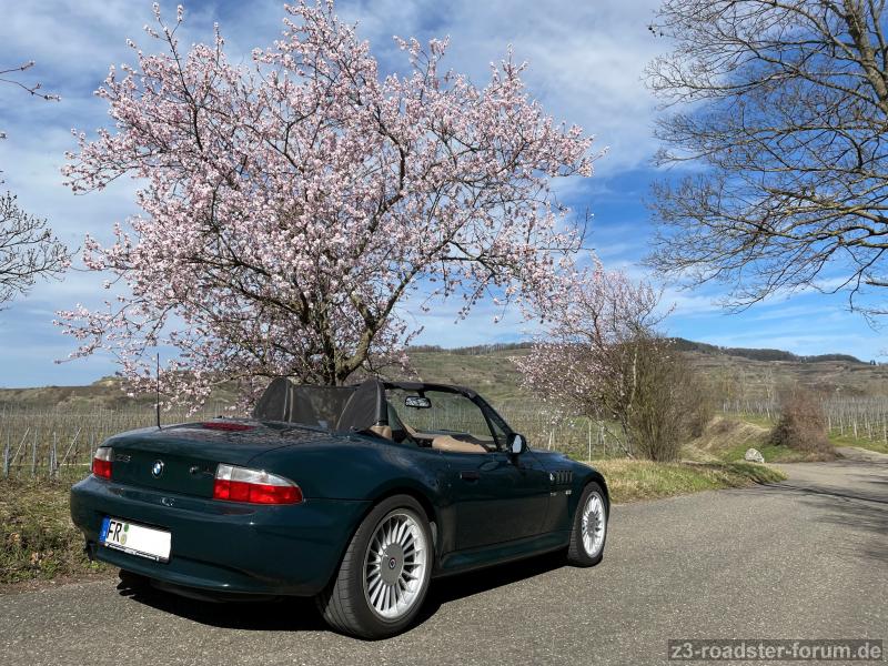 März 2023 Mandelblüten