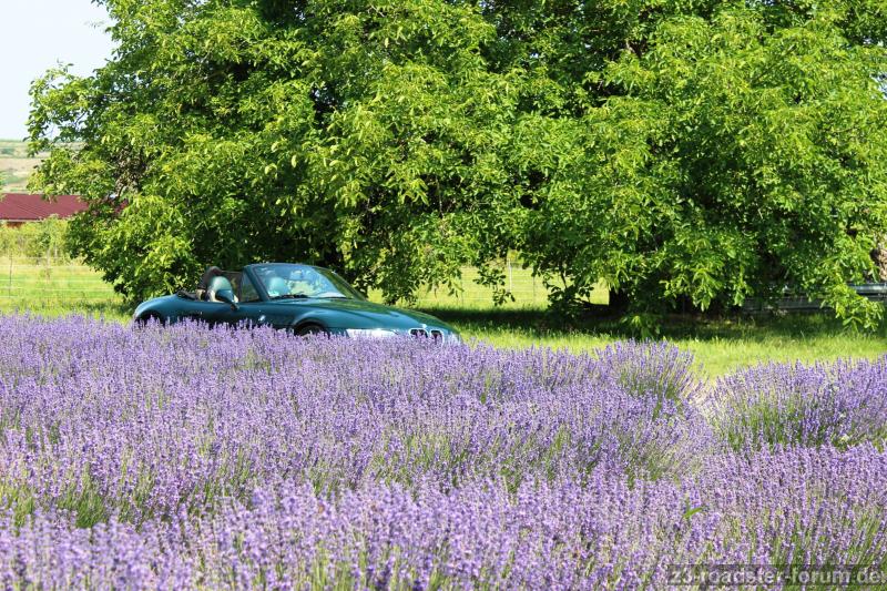 Lavendel Bischoffingen