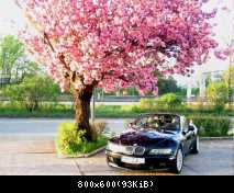 Blütenpracht und SwizzÖl