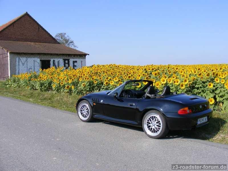 Eine Sonnenblume? Hier sind tausende...