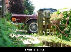 TR6 im Garten
