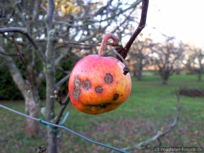 Fröhlicher Herbst