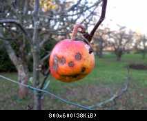 Fröhlicher Herbst