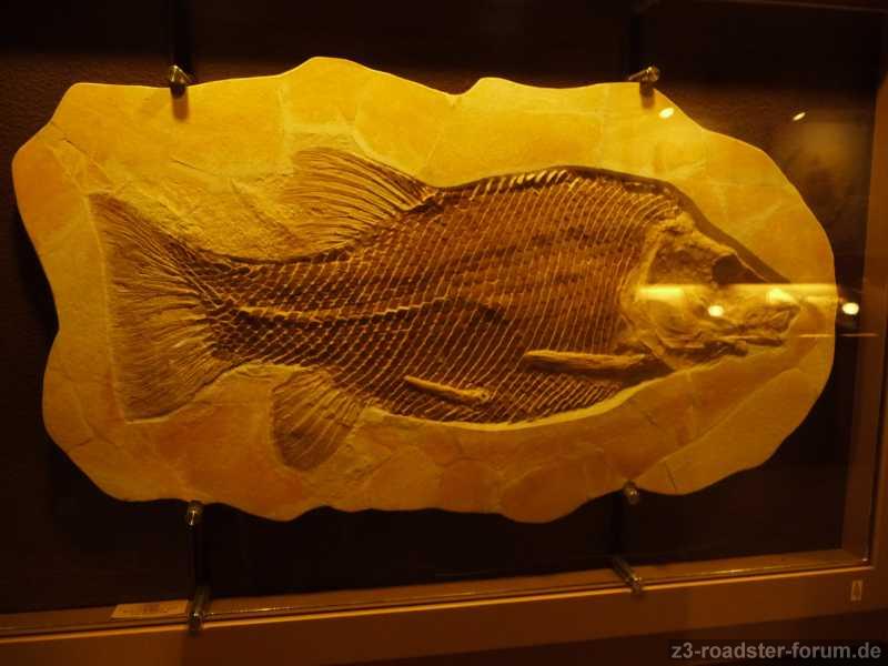 Museumsbesuch in Solnhofen