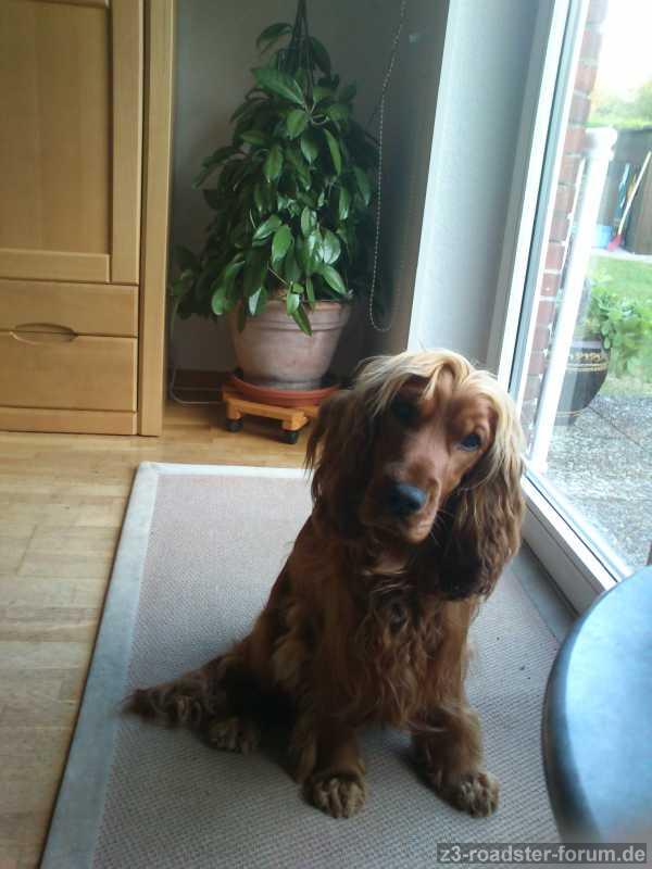Cocker