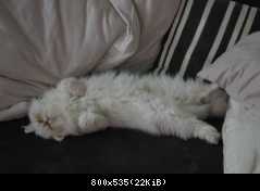 unser kater beim mittagsschlaf...