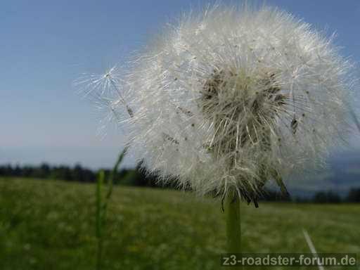 pusteblume