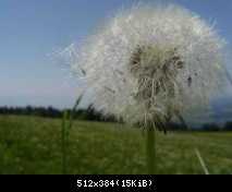 pusteblume