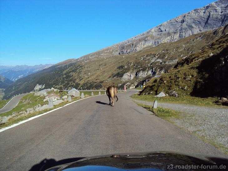 Einheimischer Verkehrsteilnehmer auf dem Klausenpass :-)