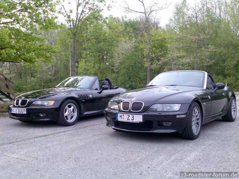 Black Beauty's in freier Wildbahn