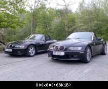 Black Beauty's in freier Wildbahn