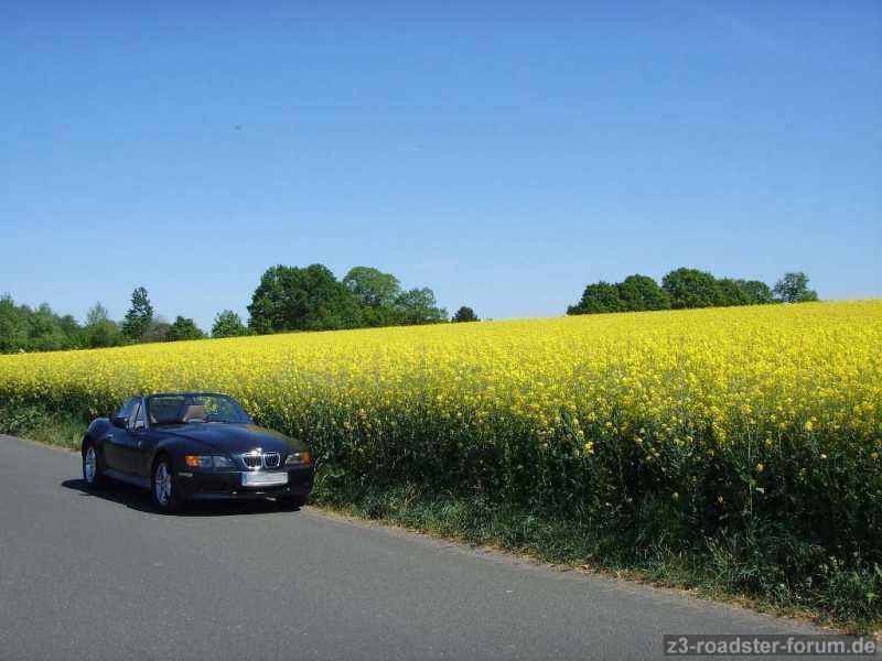 Rapsfeld 1
