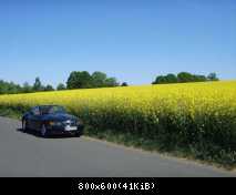 Rapsfeld 1