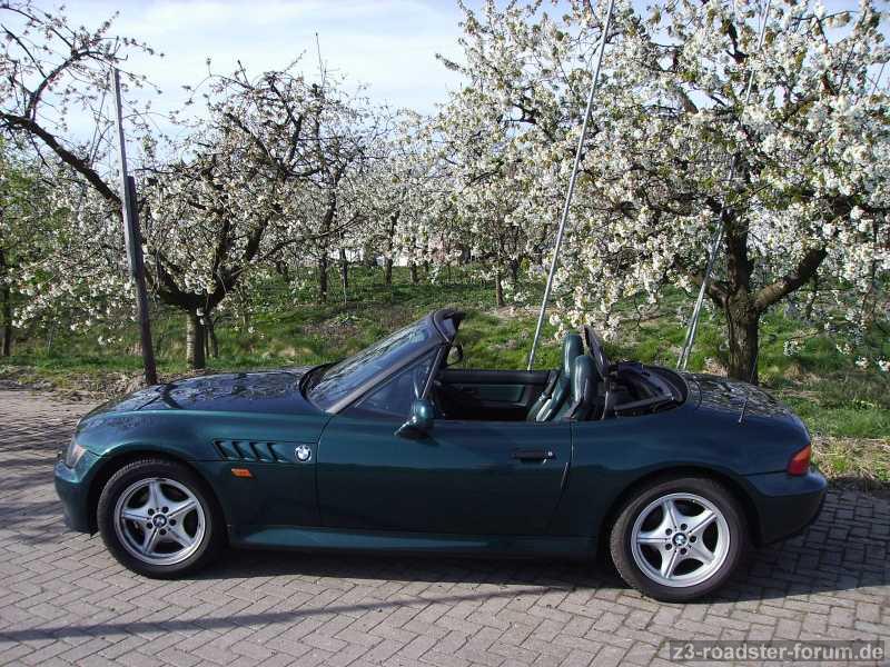 Zetti in Apfelblüte